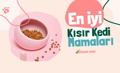 en iyi kısır kedi mamaları markaları listesi